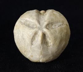 Linthia vilanovae (COTTEAU 1889) - Bild © FossNet FossilienStore